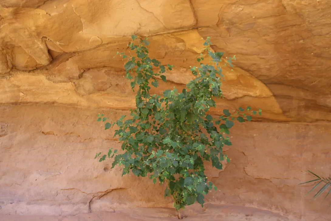 Whole plant