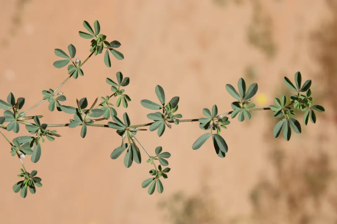 Lotus glinoides stem