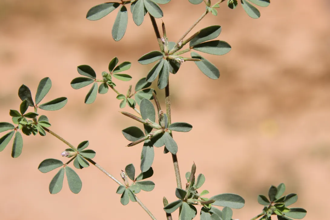 Lotus glinoides leaves and fruits