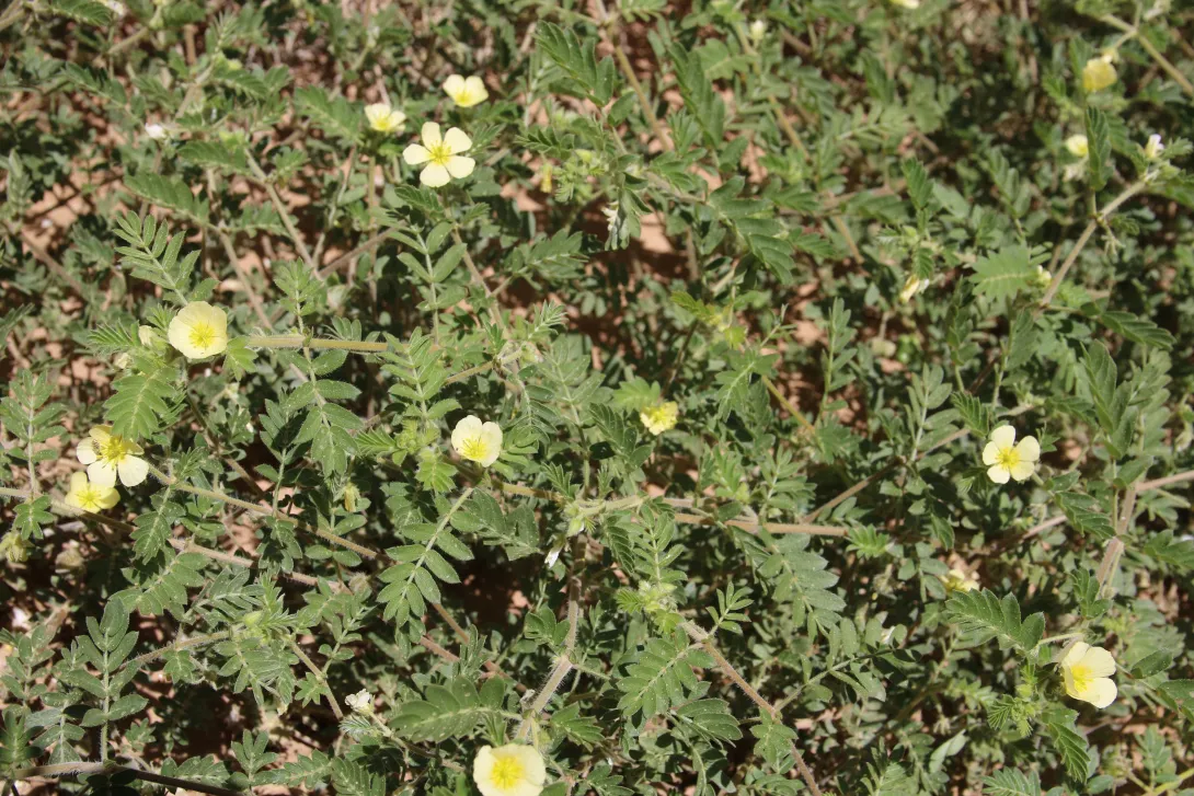 Whole plant