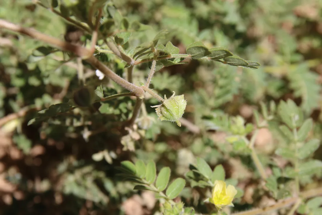 Tribulus macropterus fruit