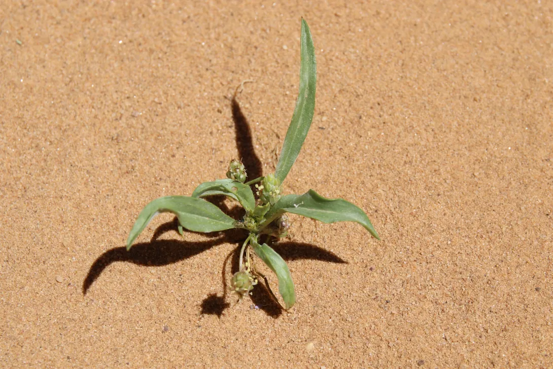 Whole plant