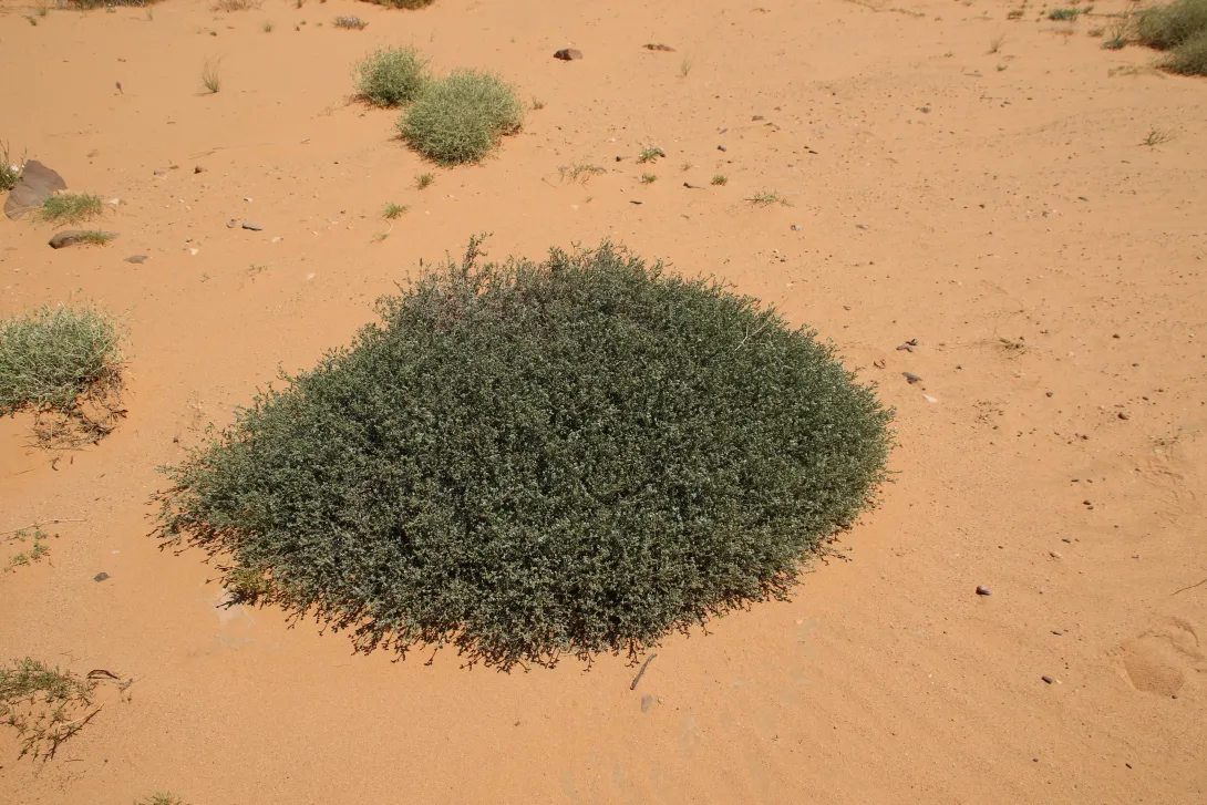 Whole plant