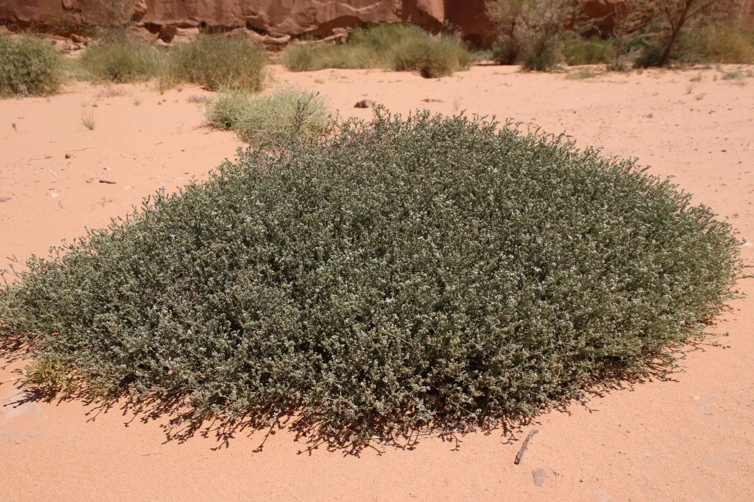 Whole plant