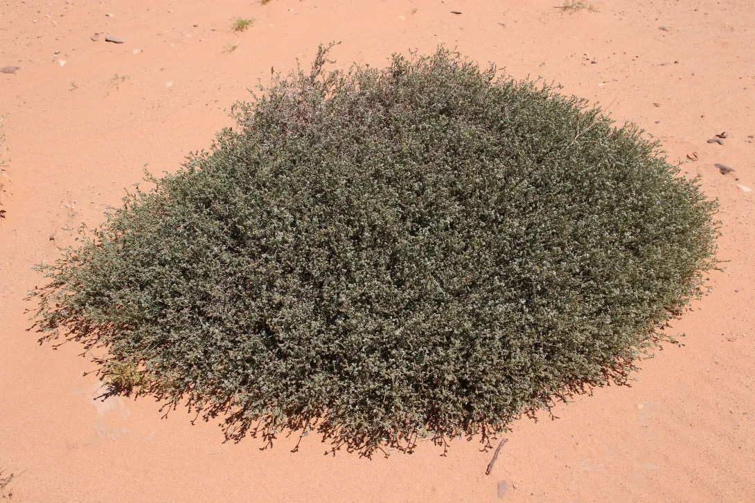 Whole plant