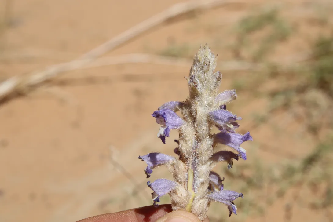 Whole plant