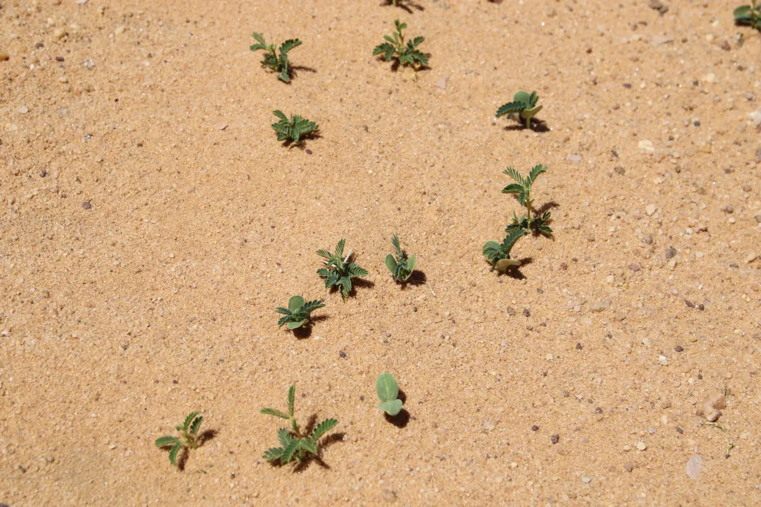 Vachellia gerrardi seeflings