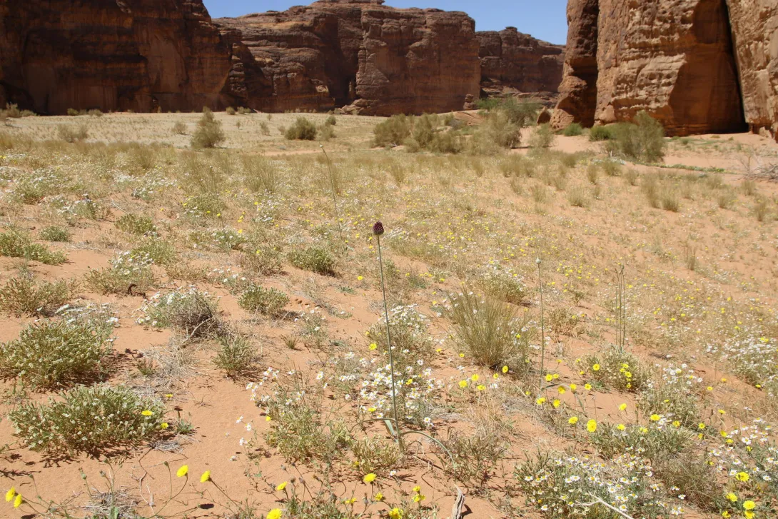 Allium atroviolaceum its immediate surroundings on a sand dune