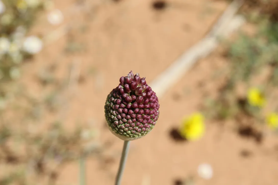 Flowers of Allium atroviolaceum