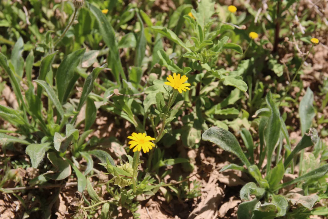 Whole plant and flowers