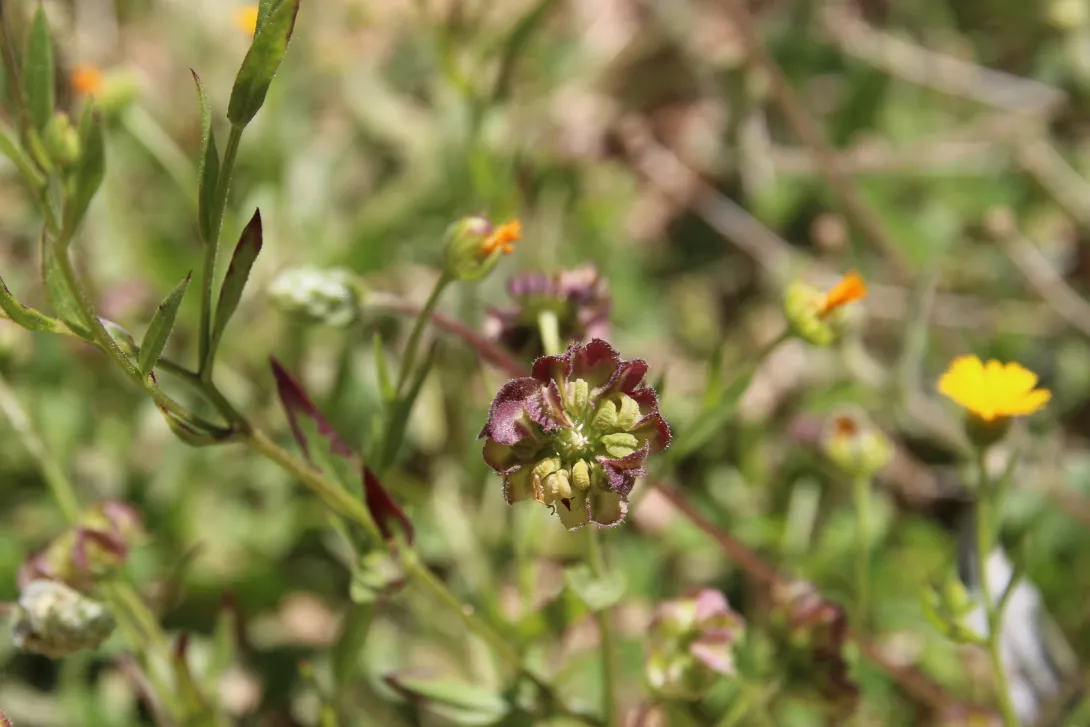 Calendula tripterocarpa fruit