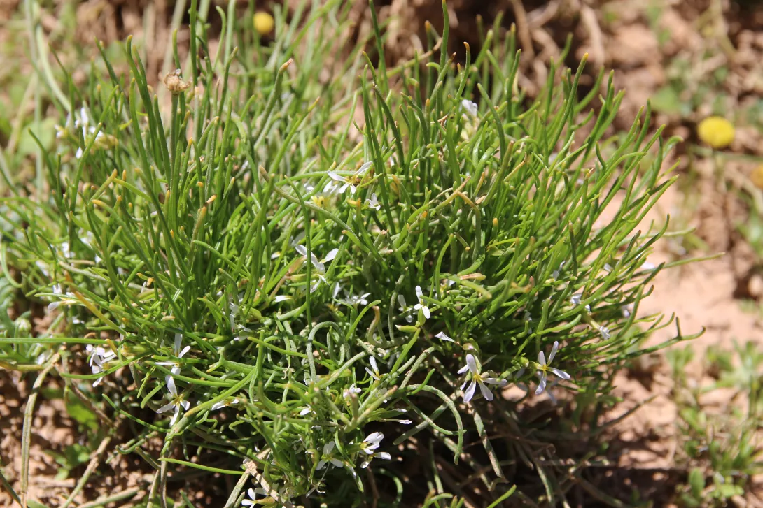 Whole plant