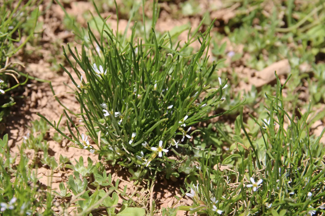 Whole plant