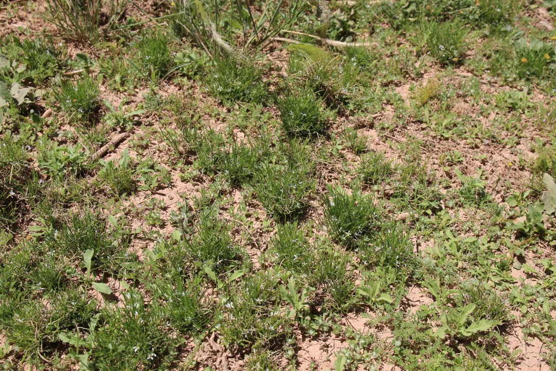 Whole plant
