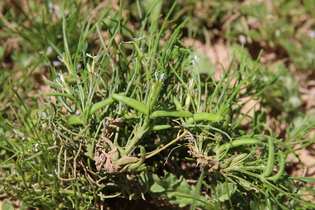 Leptaleum filifolium fruits