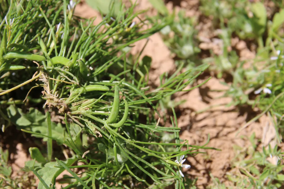 Leptaleum filifolium fruits