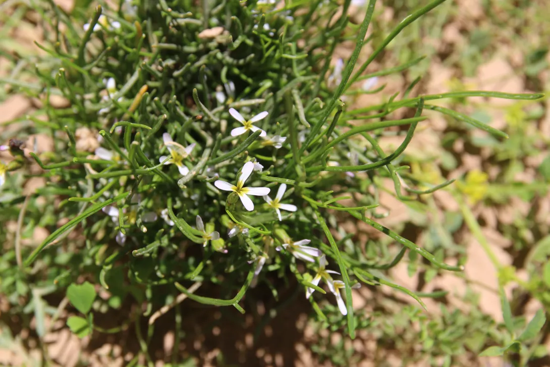 Whole plant