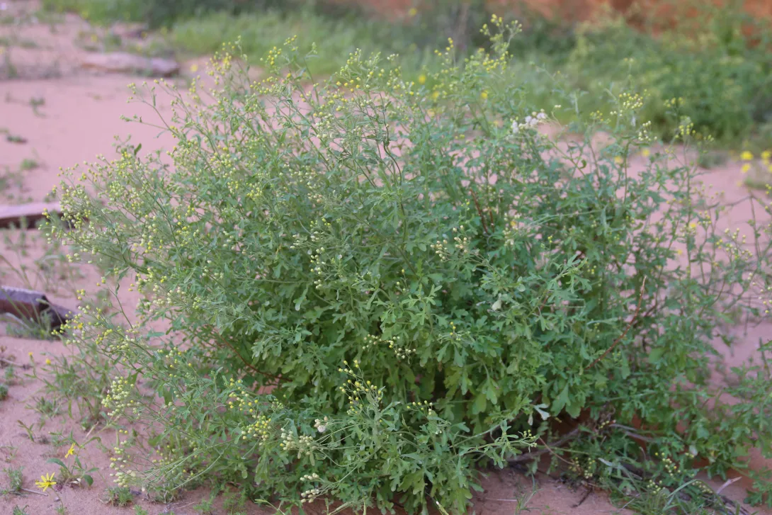 Whole plant