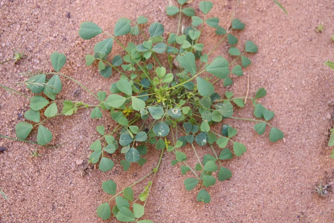 Whole plant