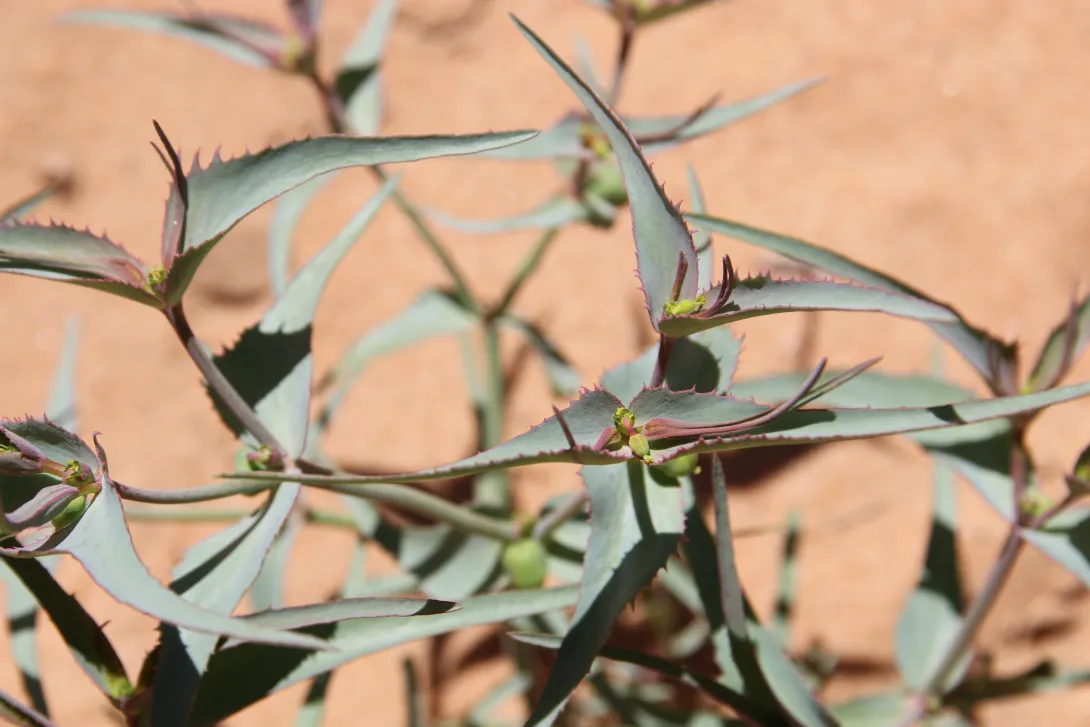 Euphorbia retusa flower