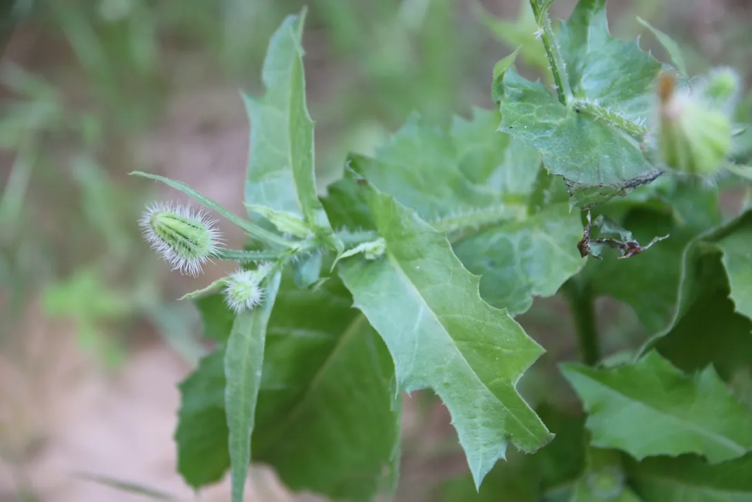 Urospermum picroides leaves