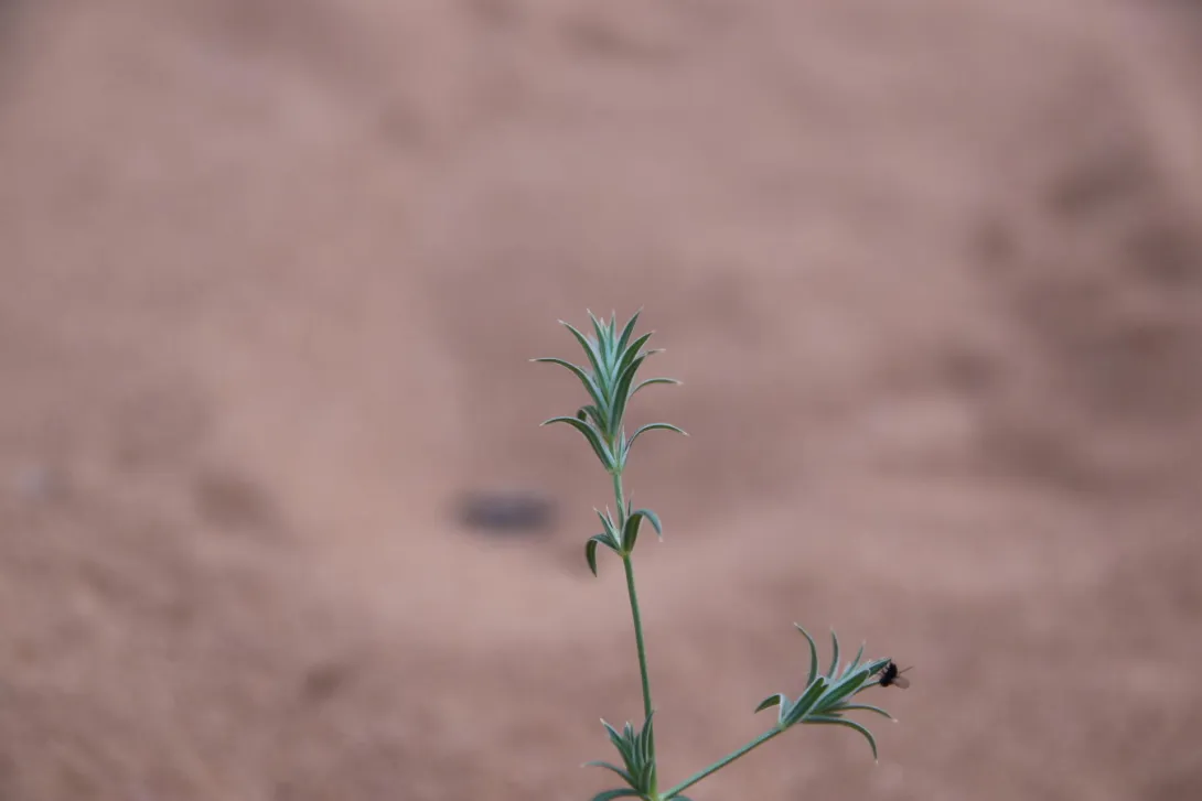 Crucianella membranacea stem