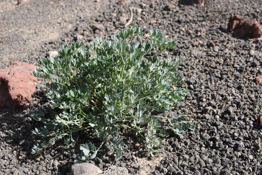 Whole plant