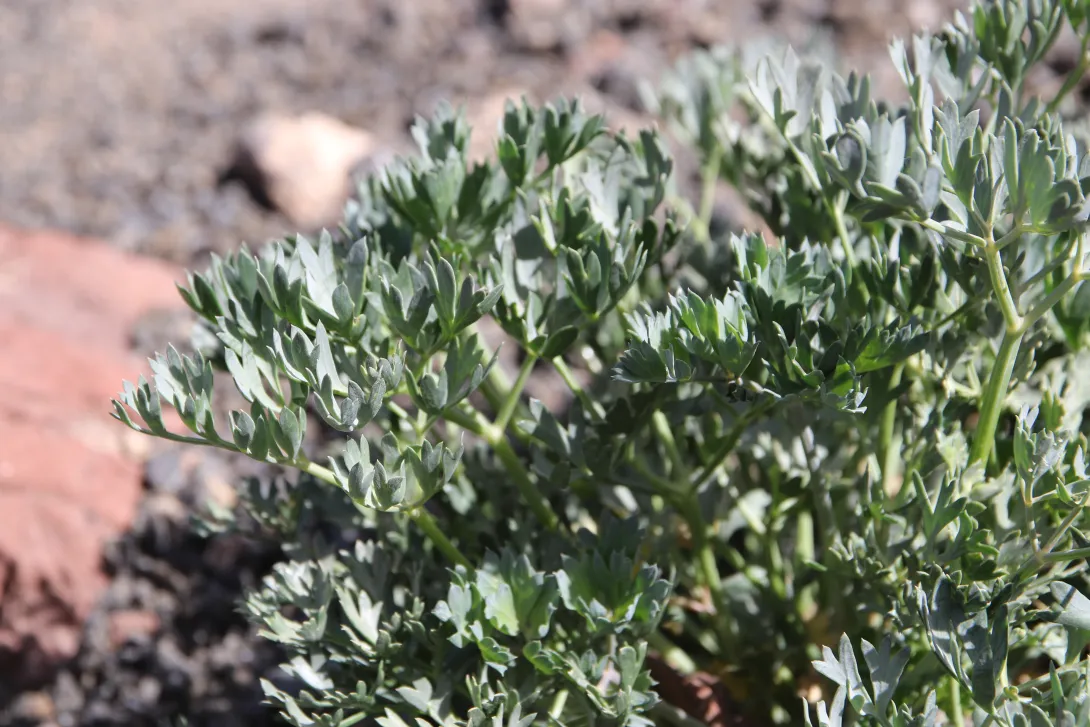 Ducrosia flabellifolia leaves