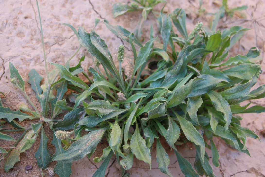 Plantago ciliata leaves