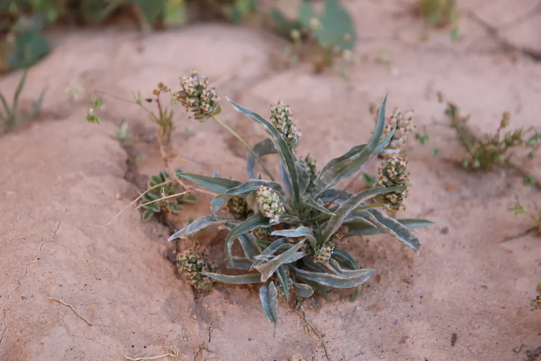 Plantago amplexicaulis flowers