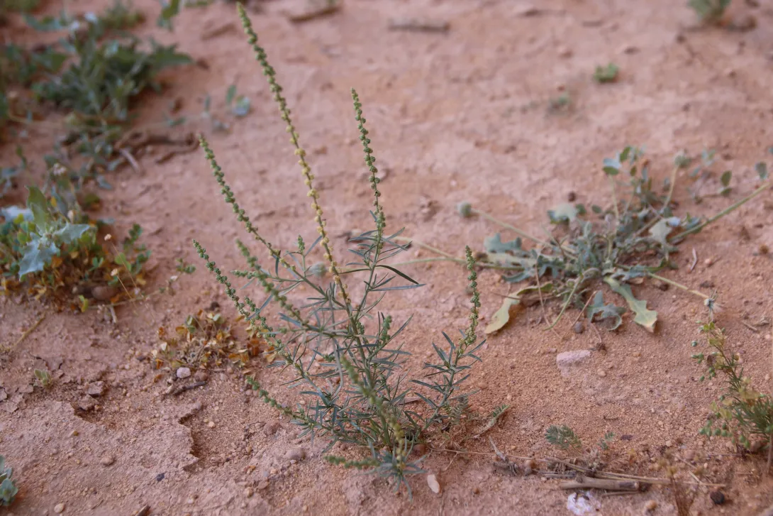 Whole plant