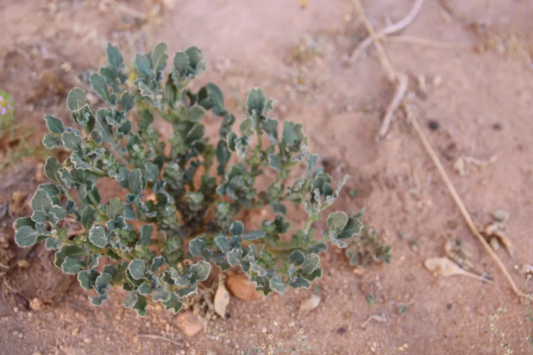 Whole plant