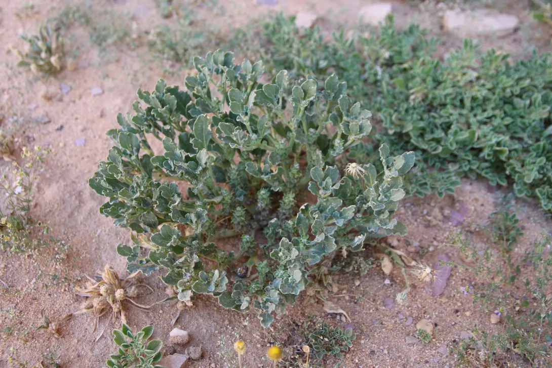 Whole plant