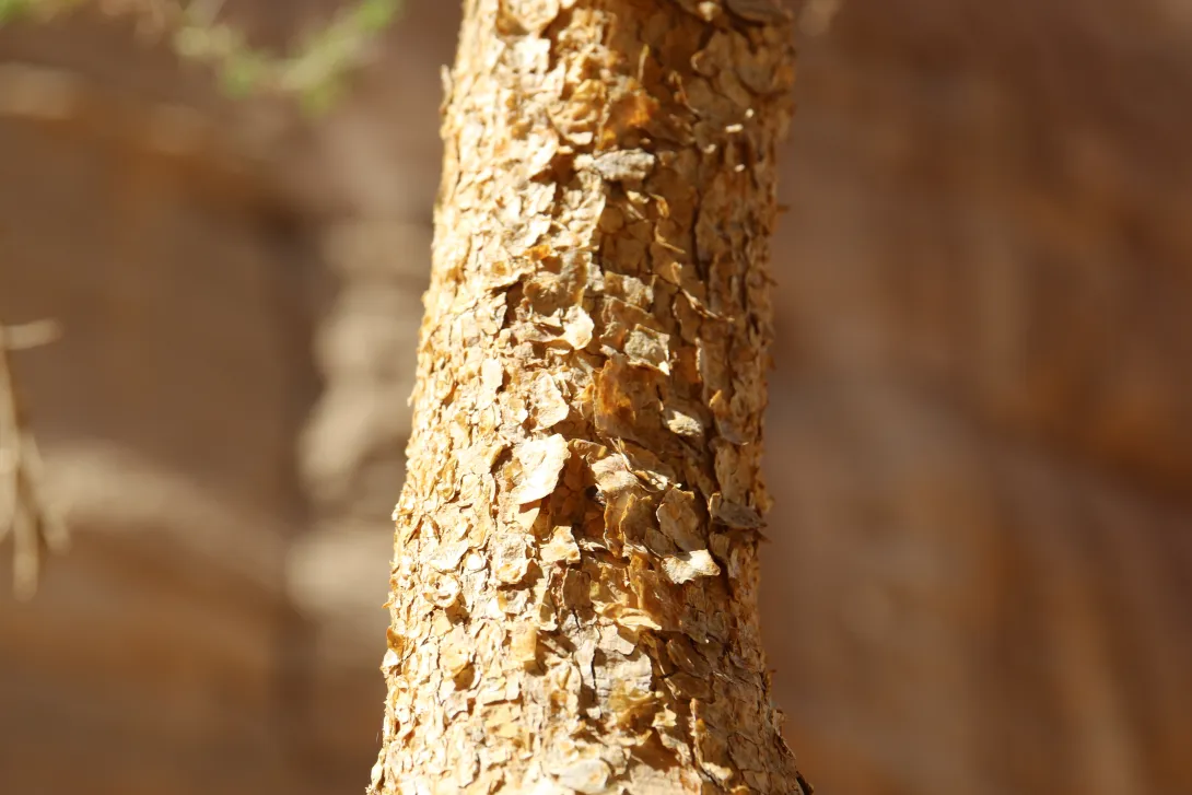Vachellia gerrardi bark