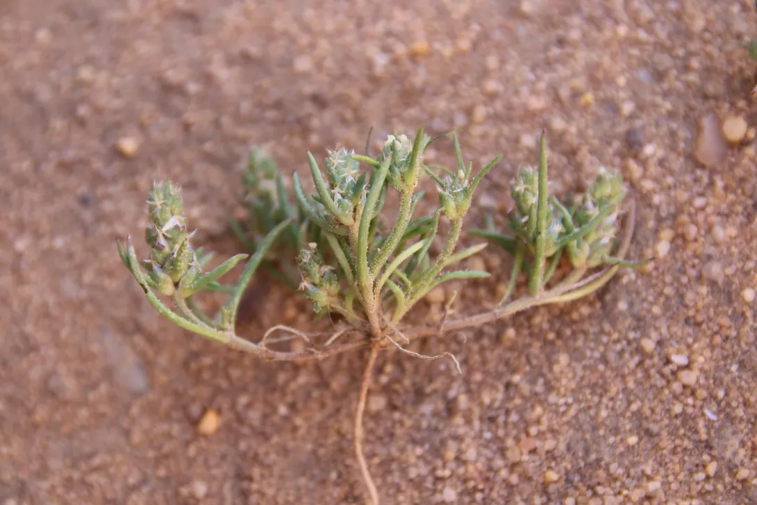 Whole plant