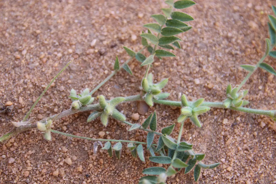 Astragalus tribuloides fruits