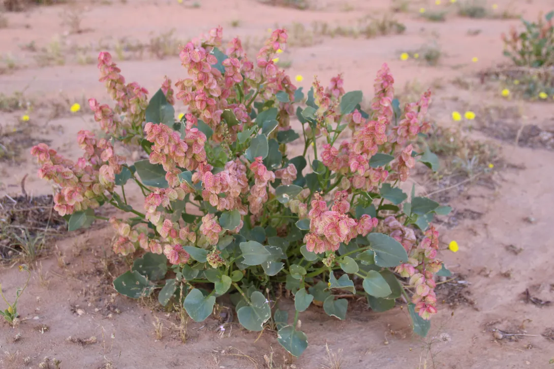 Whole plant