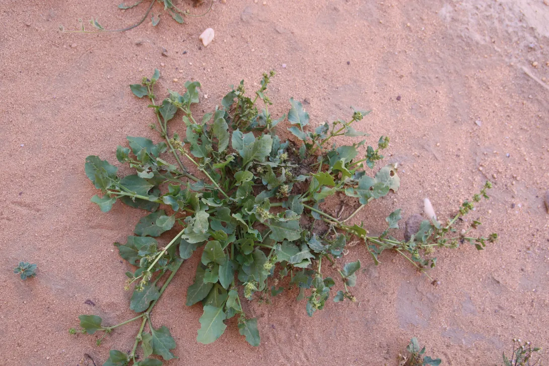 Whole plant