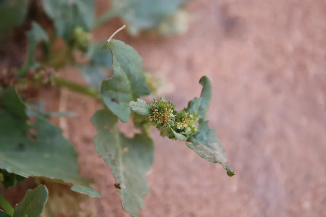 Rumex spinosus flowers