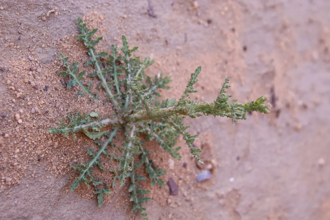 Launaea mucronata leaves
