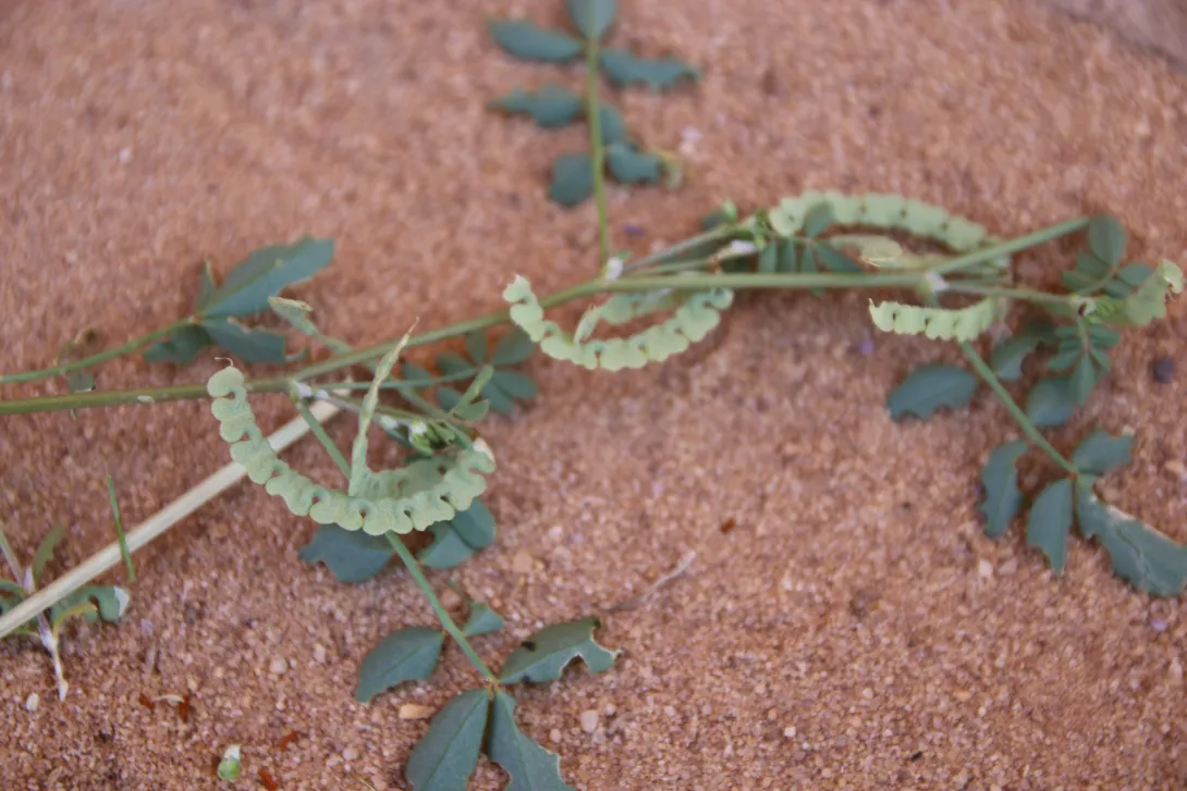 Hippocrepis constricta fruits