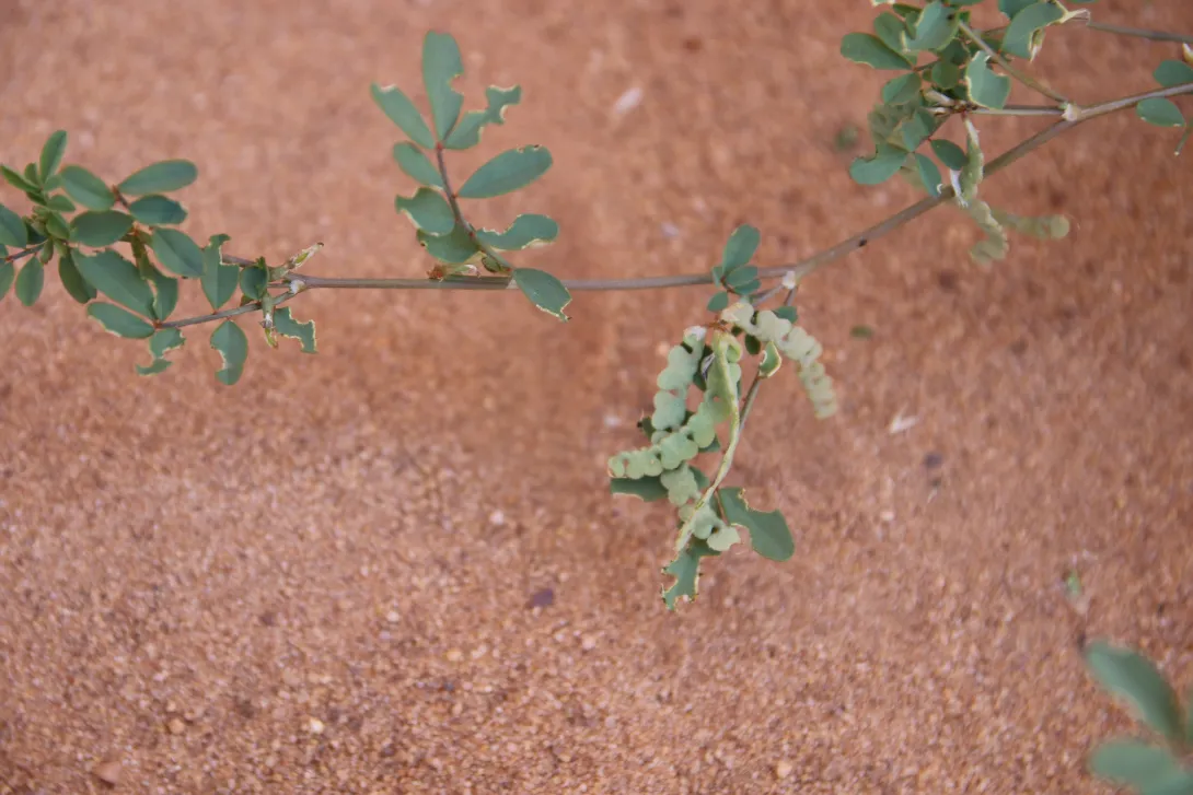 Hippocrepis constricta fruits