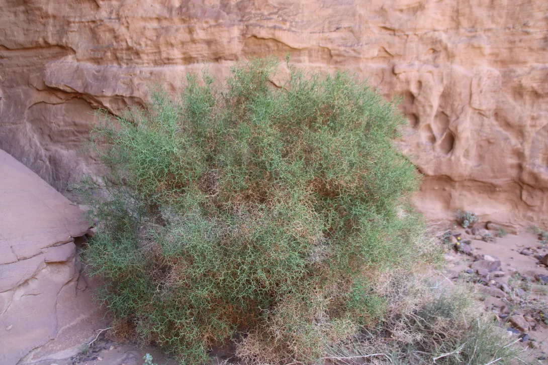 Whole plant