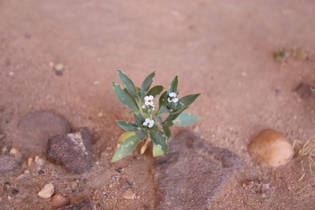 Whole plant with flowers