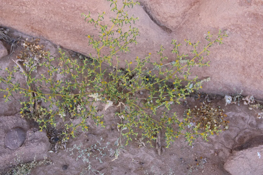 Whole plant