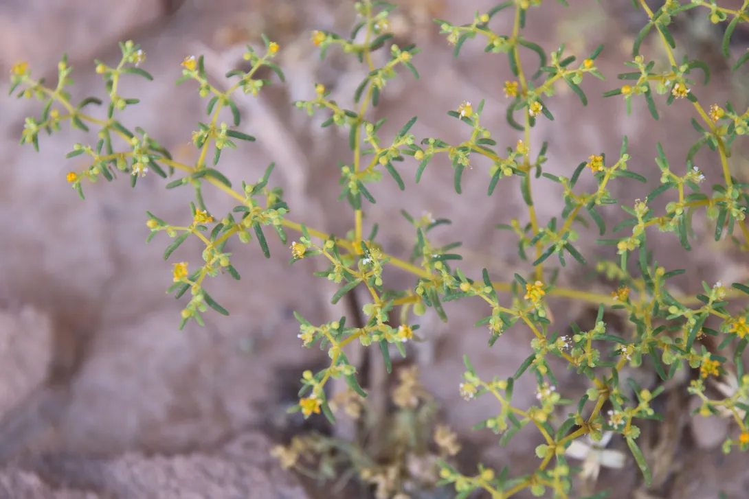 Zygophyllum simplex flowers