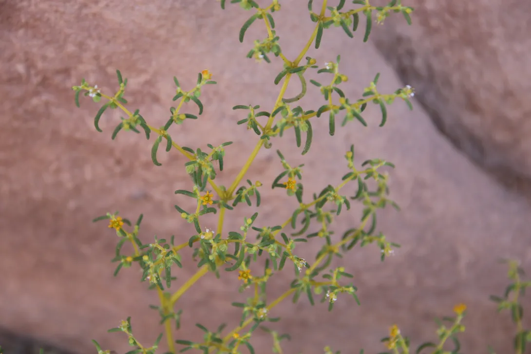Zygophyllum simplex flowers