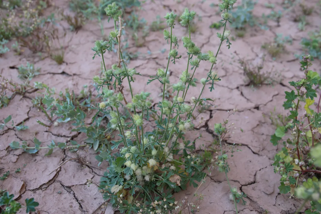 Whole plant