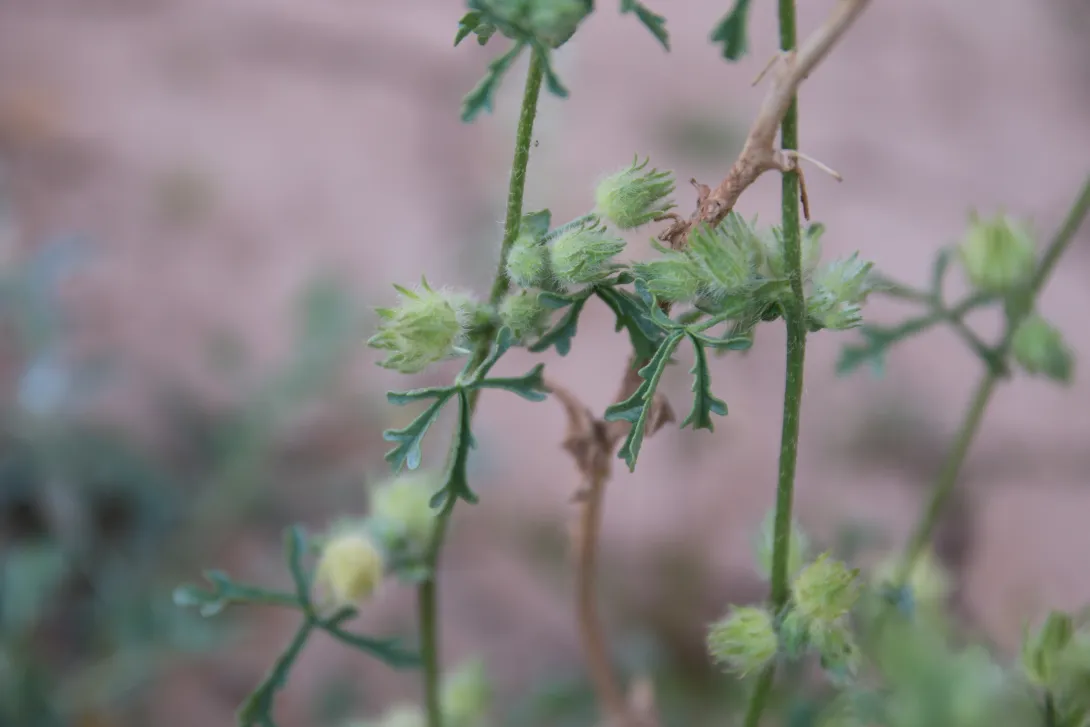 Malva ludwigii fruit