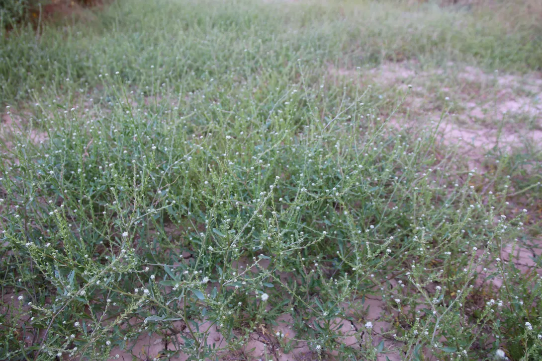Whole plant